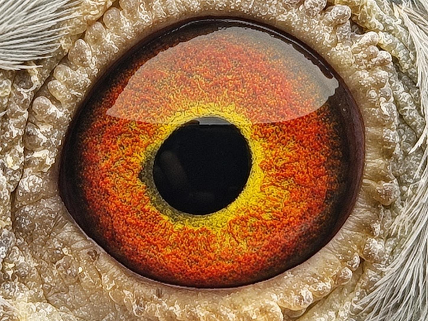 Pigeon eye